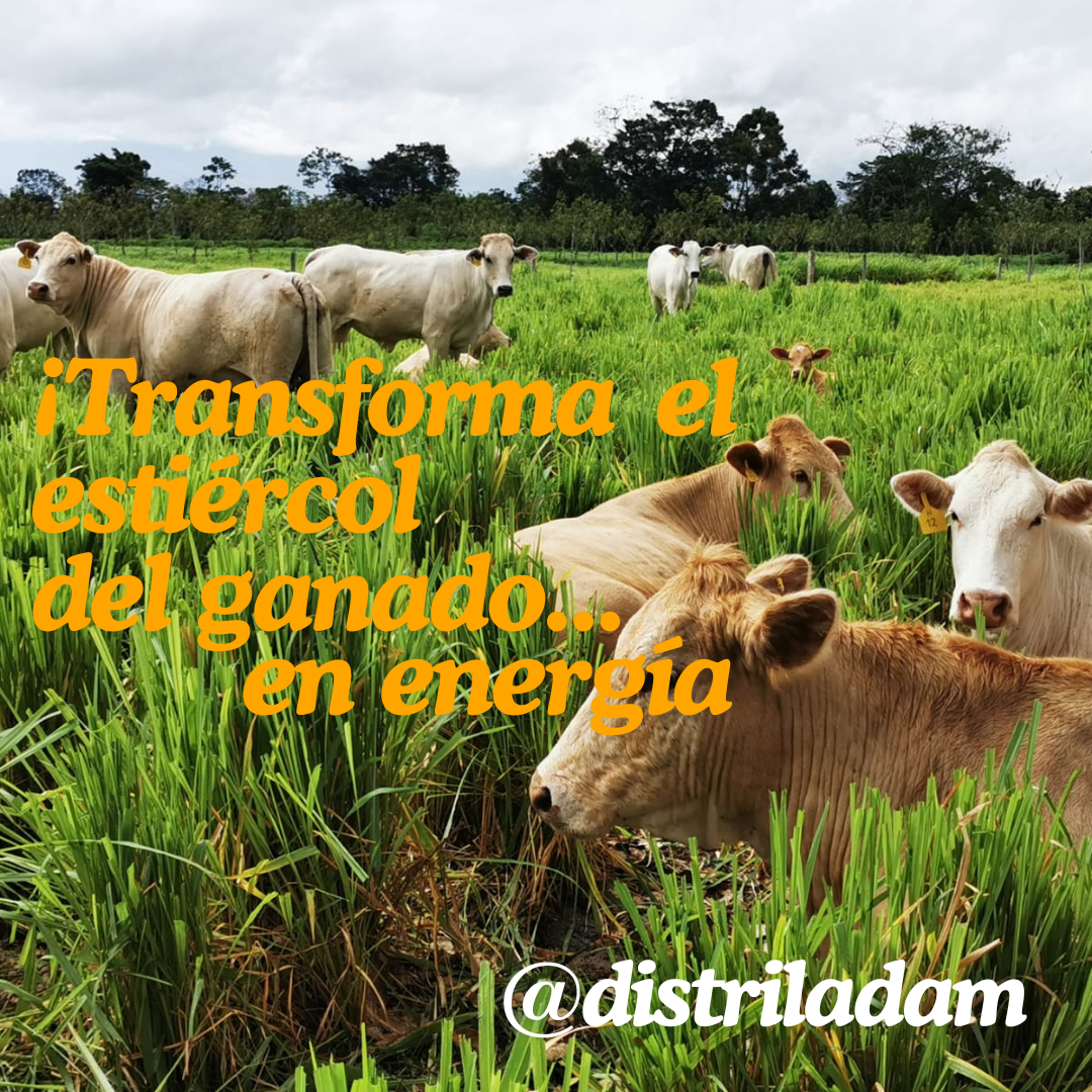 ¡Transforma el estiércol (1080 x 1080 px)